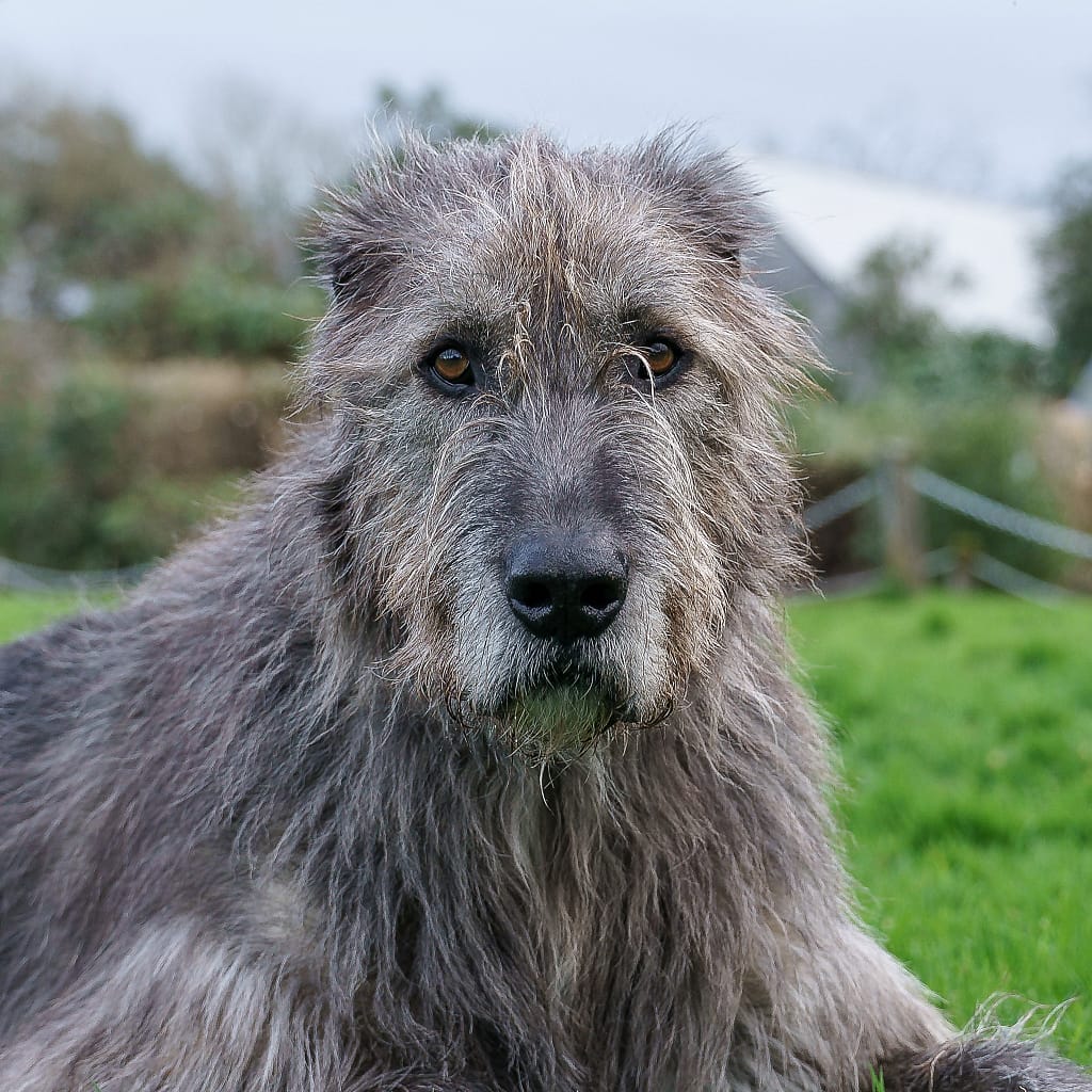 The mascot of Ballyseede Castle was a delightful--and huge!--Irish Wolfhound.