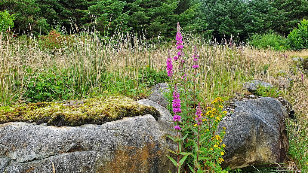 Thoughts on gratitude and living my dream life in Ireland.