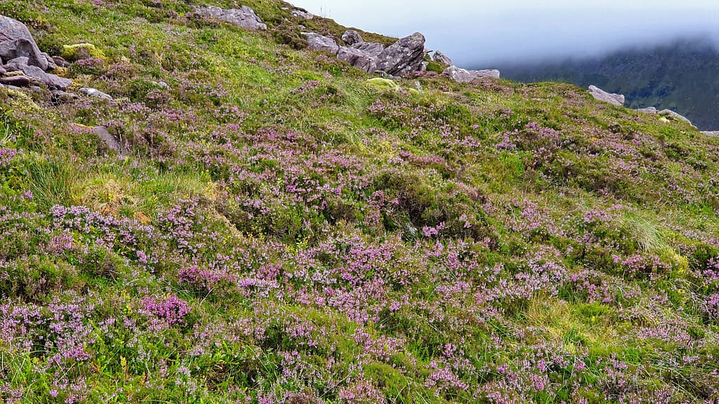 Heather covering the hillsides in August