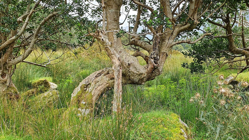 Another amazing 'wood sculpture'