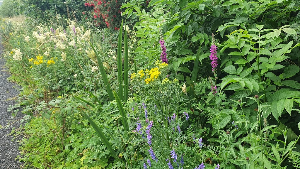 Summers in Ireland bring the most visitors and lively events.