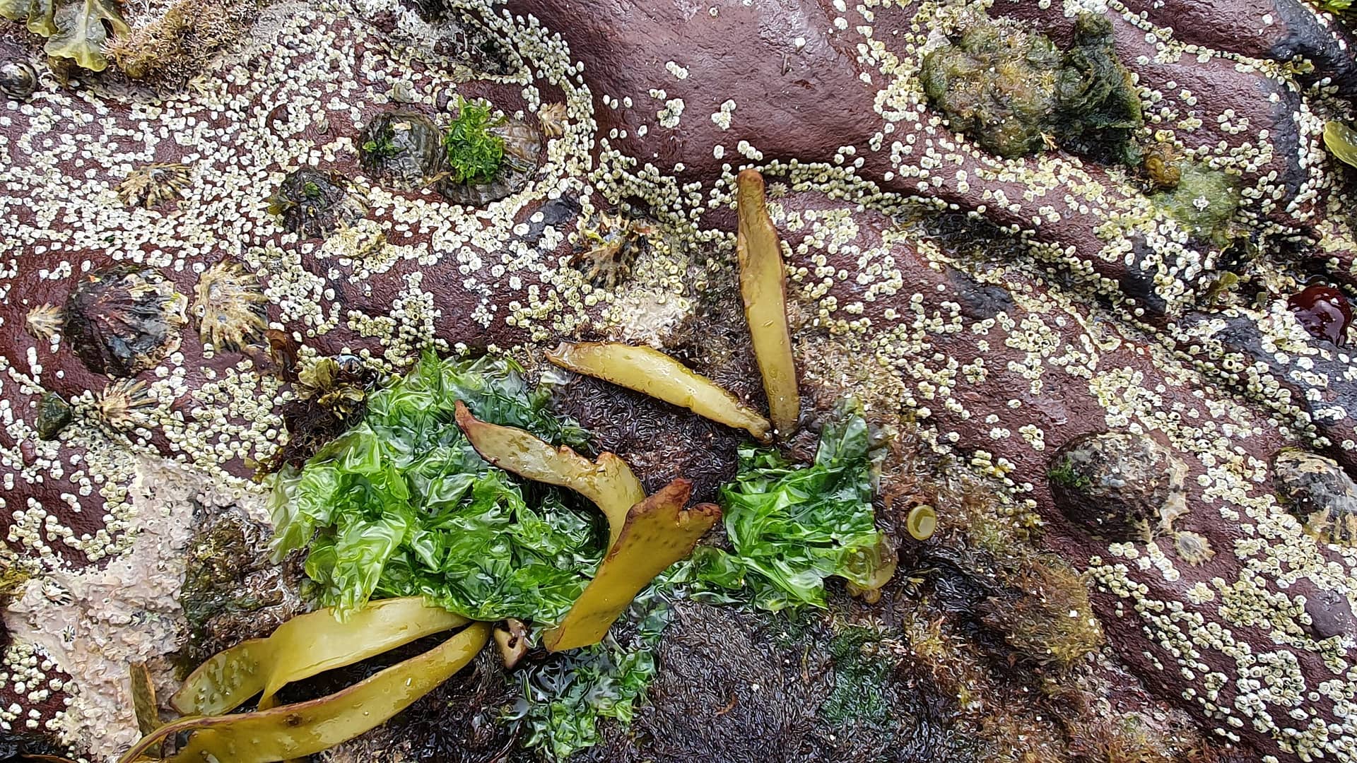 Picture of bright green sea lettuce, a type of seaweed