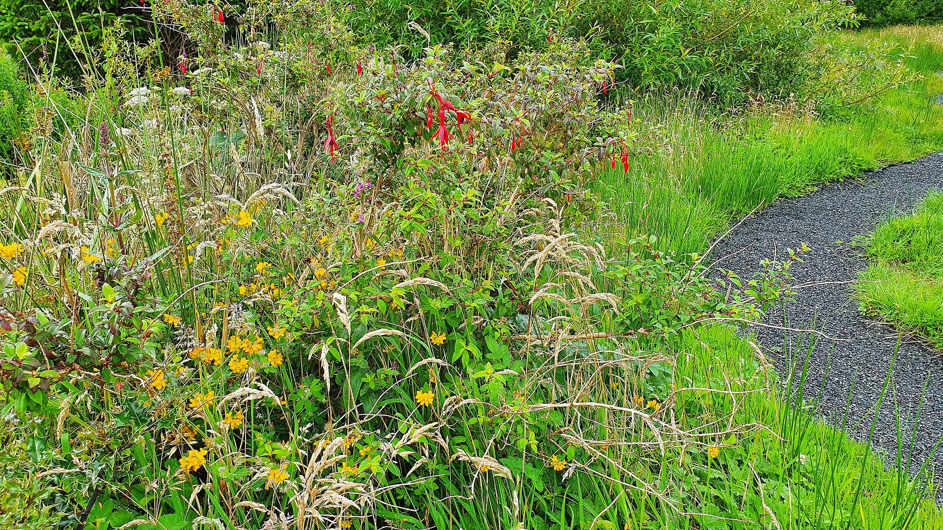 Turning a boring lawn into a wildlife garden that supports nature