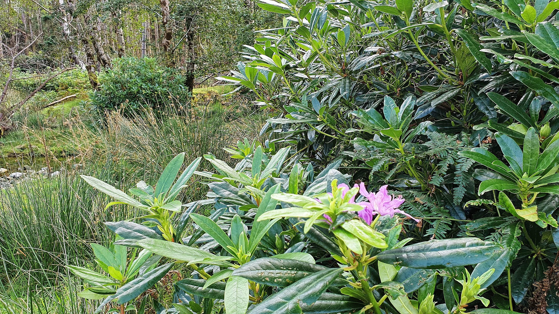 Rhododendron in the Black Valley blooming in September