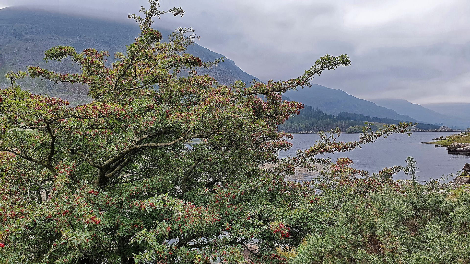 Hawthorne with red berries overlooking Lake Cummeenduff