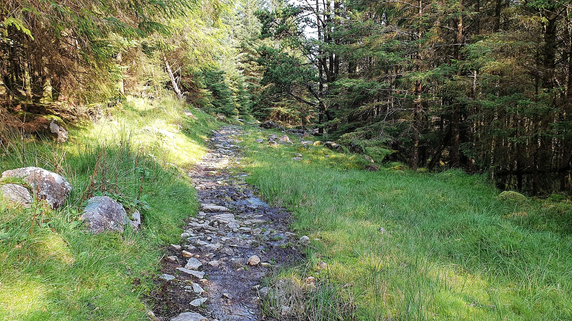 Water-logged path on the Kerry Way in the Black Valley