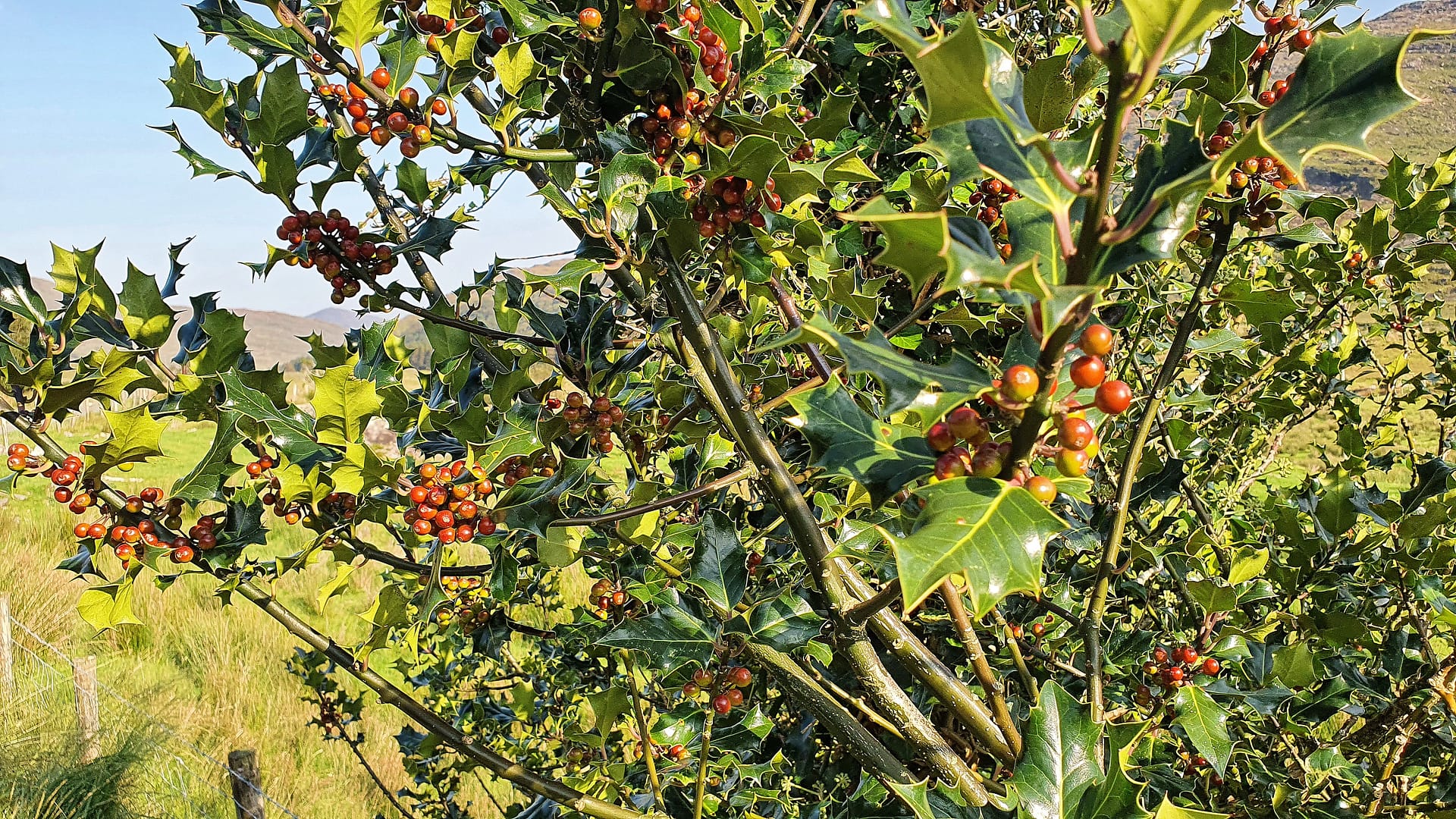 Holly berries beginning to ripen in September