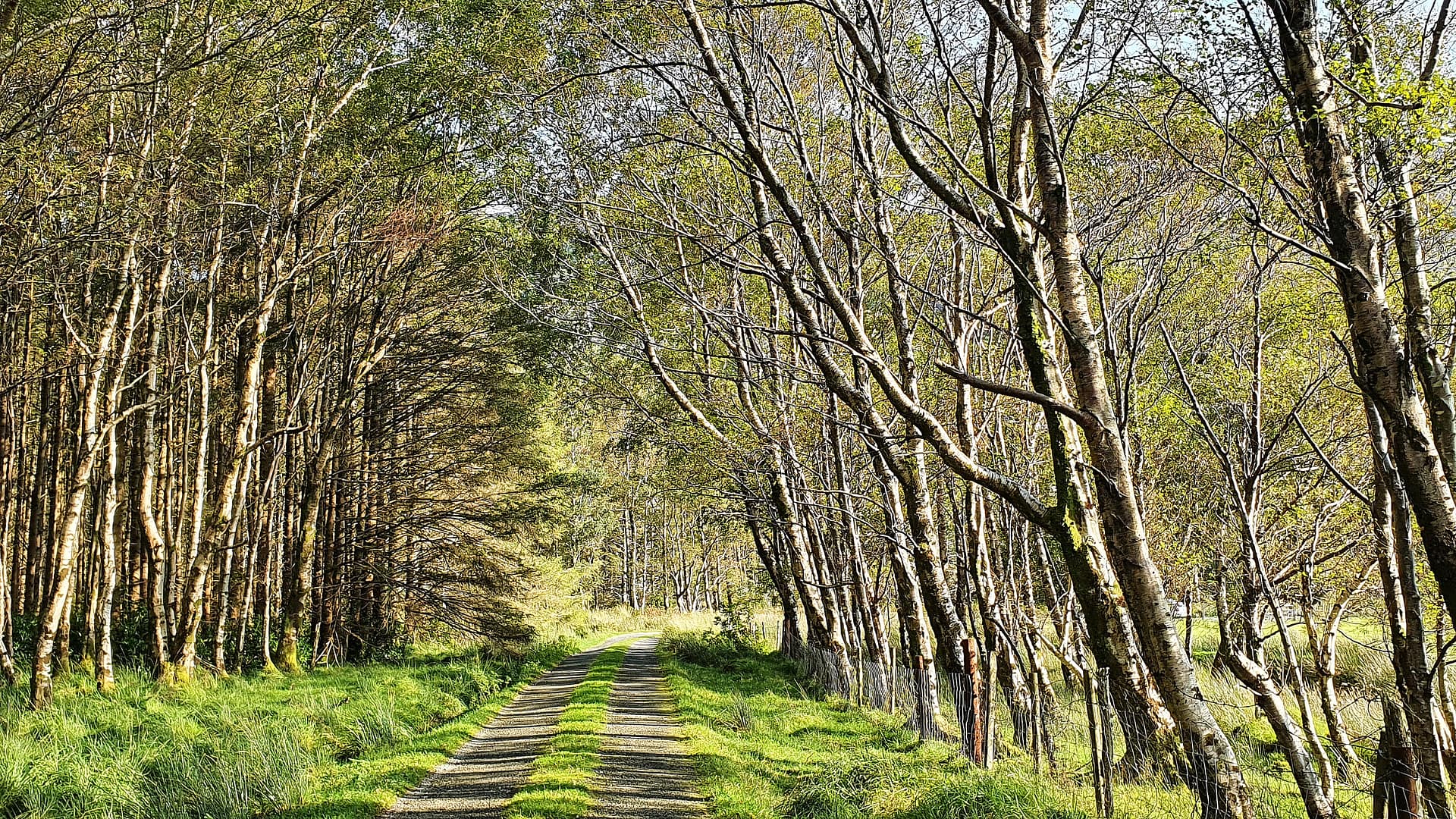 Birch trees in the Black Valley, County Kerry, Ireland