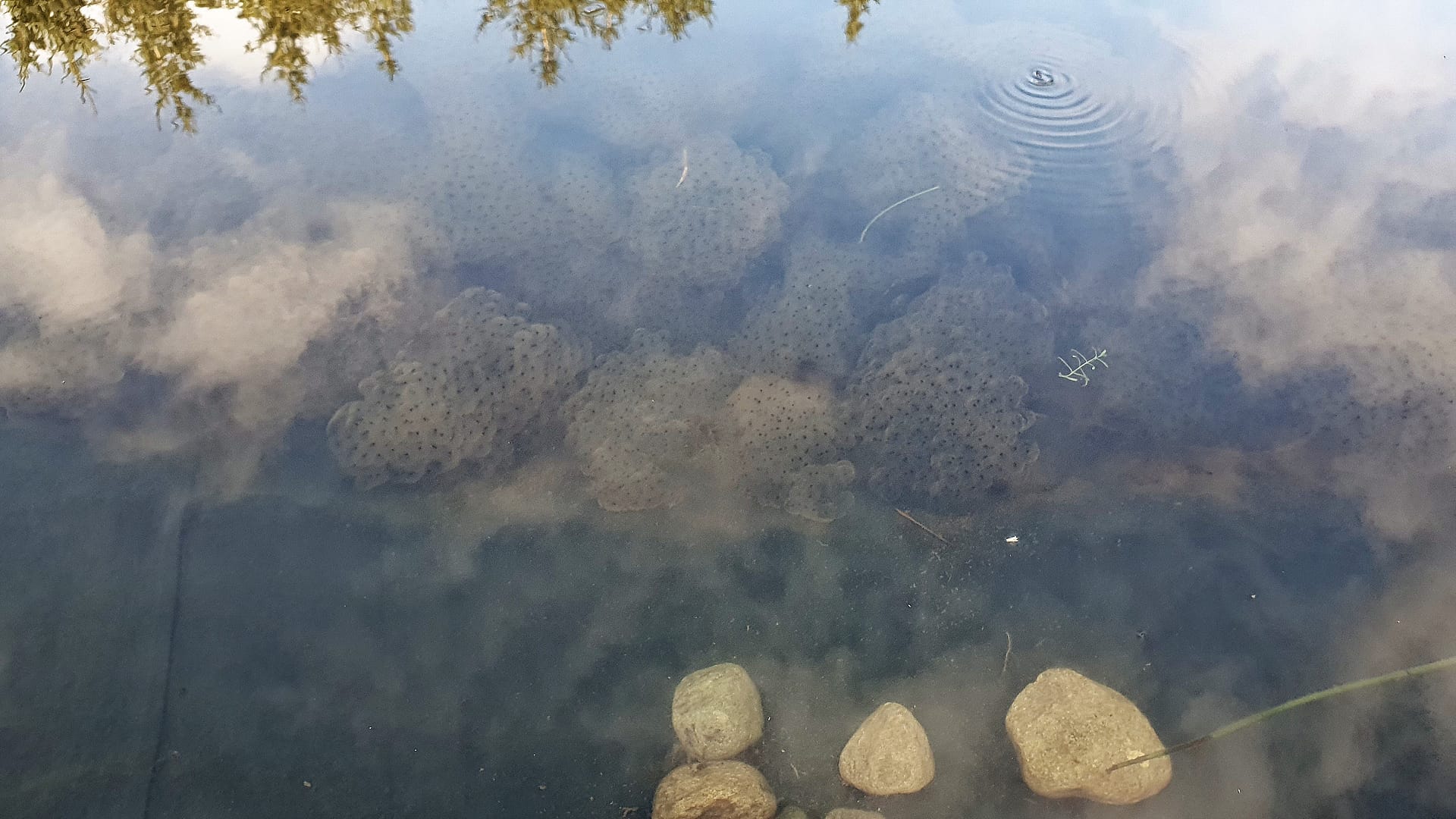 Frog spawn: The miracle of life begins