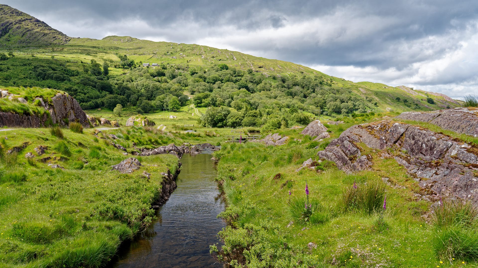 Foxgloves and a Stream