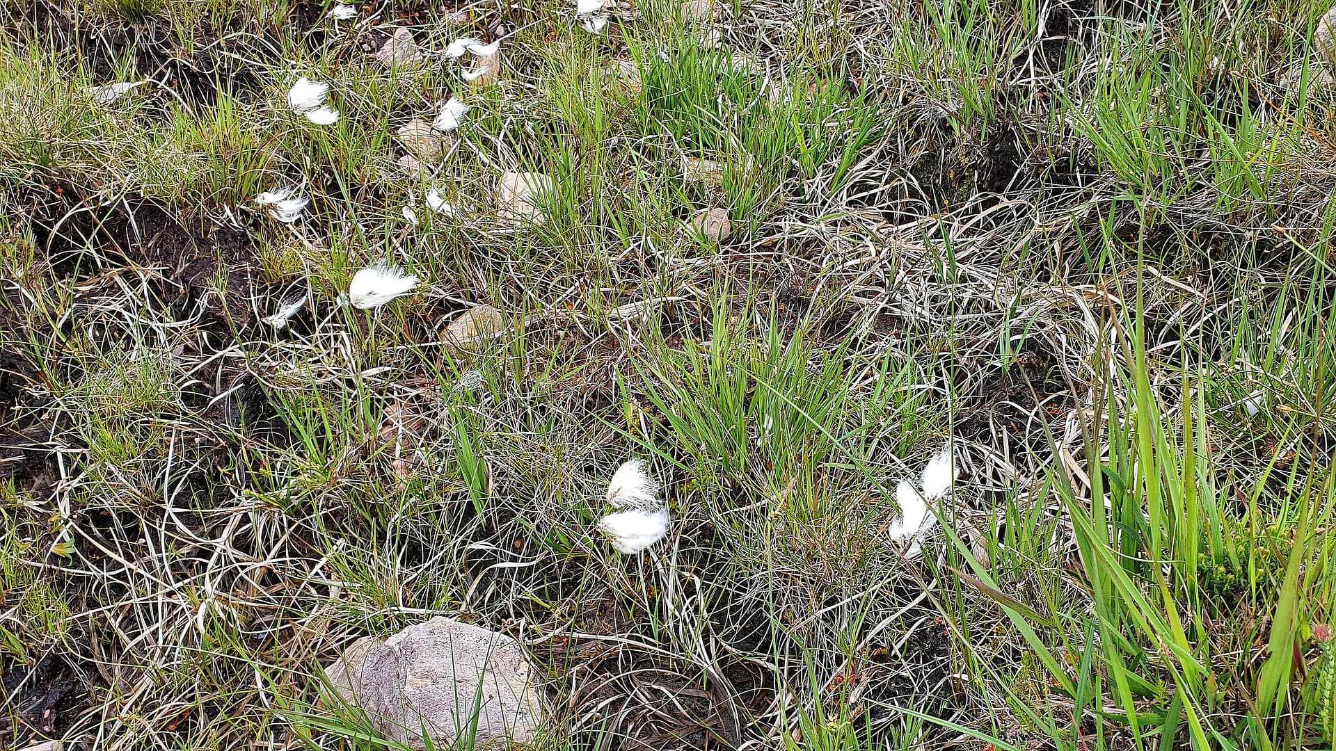 bog cotton