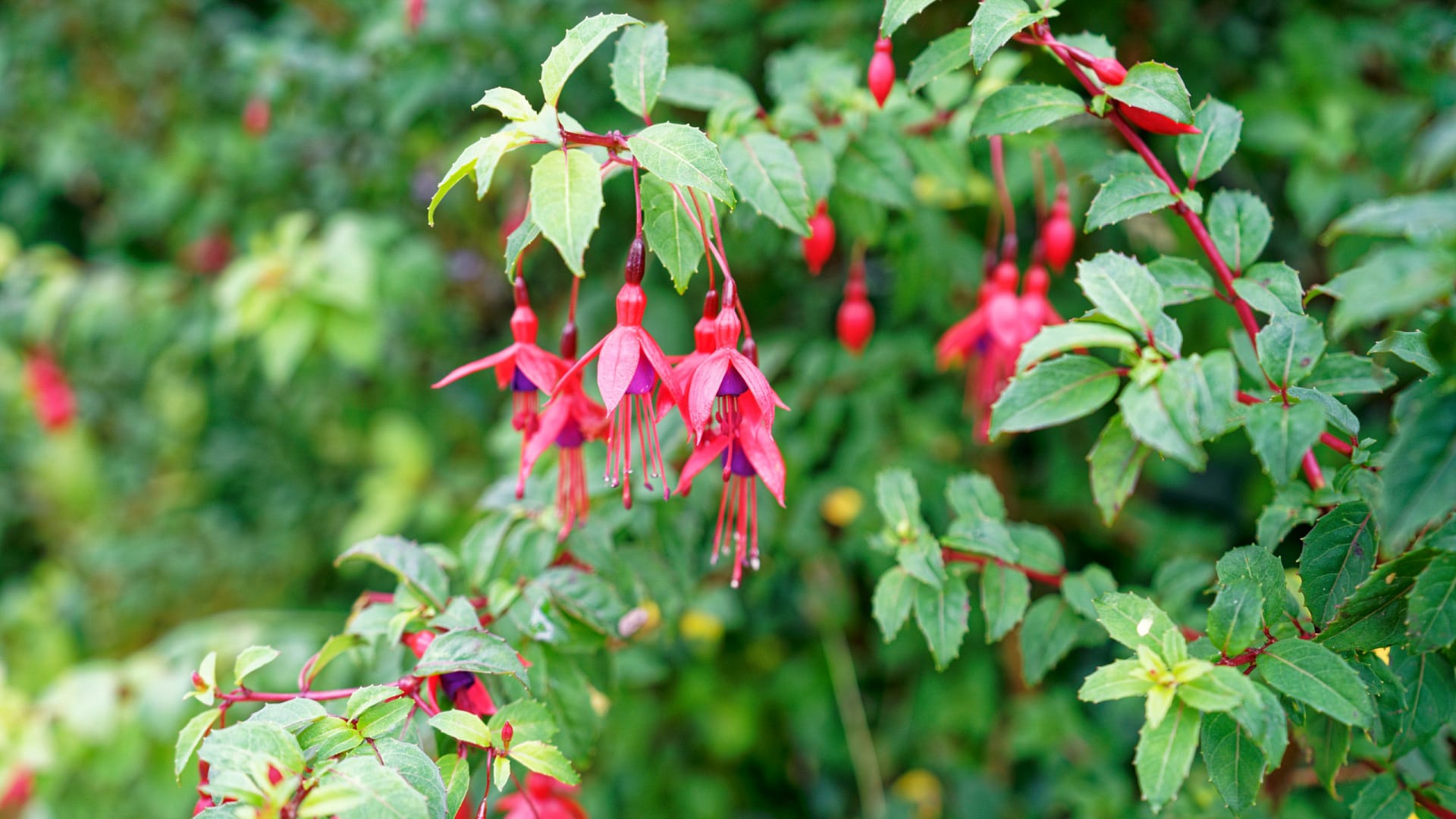 Fuchsia in the hedgerow 