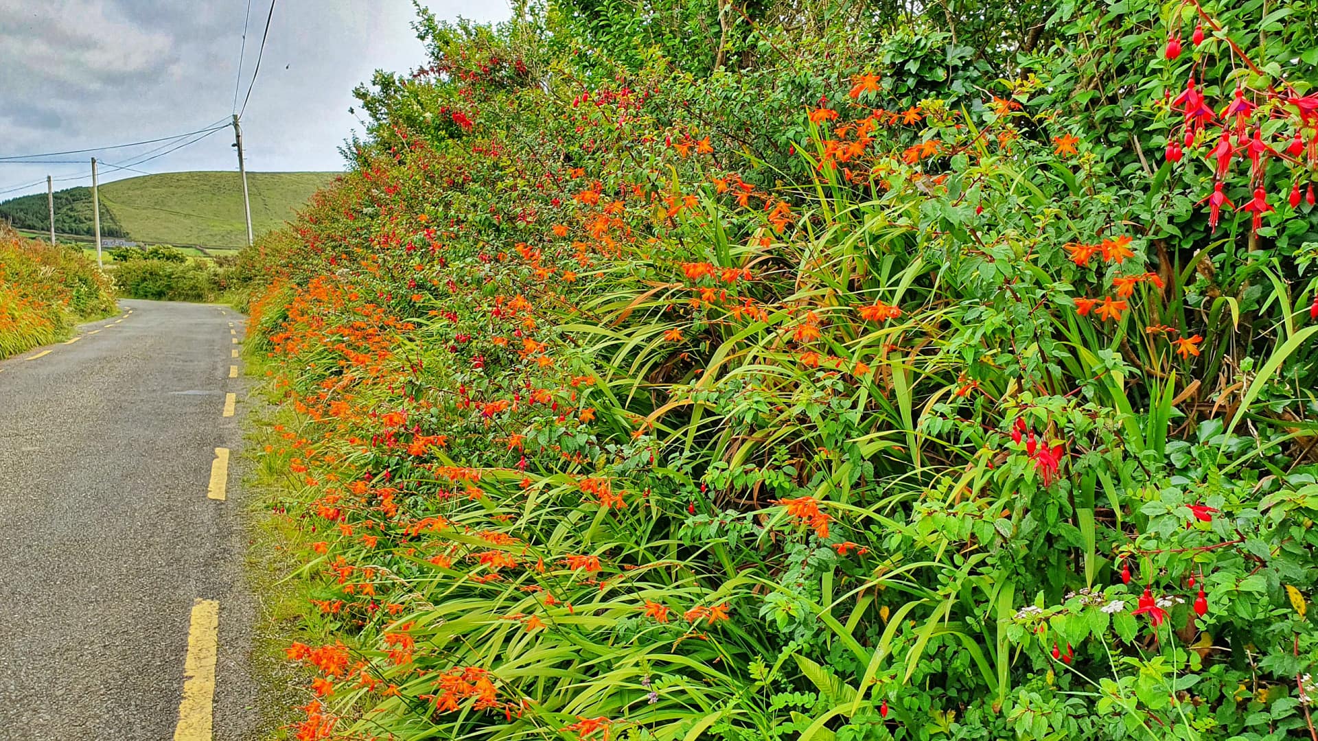Fuchsia and montbretia lining a roadway