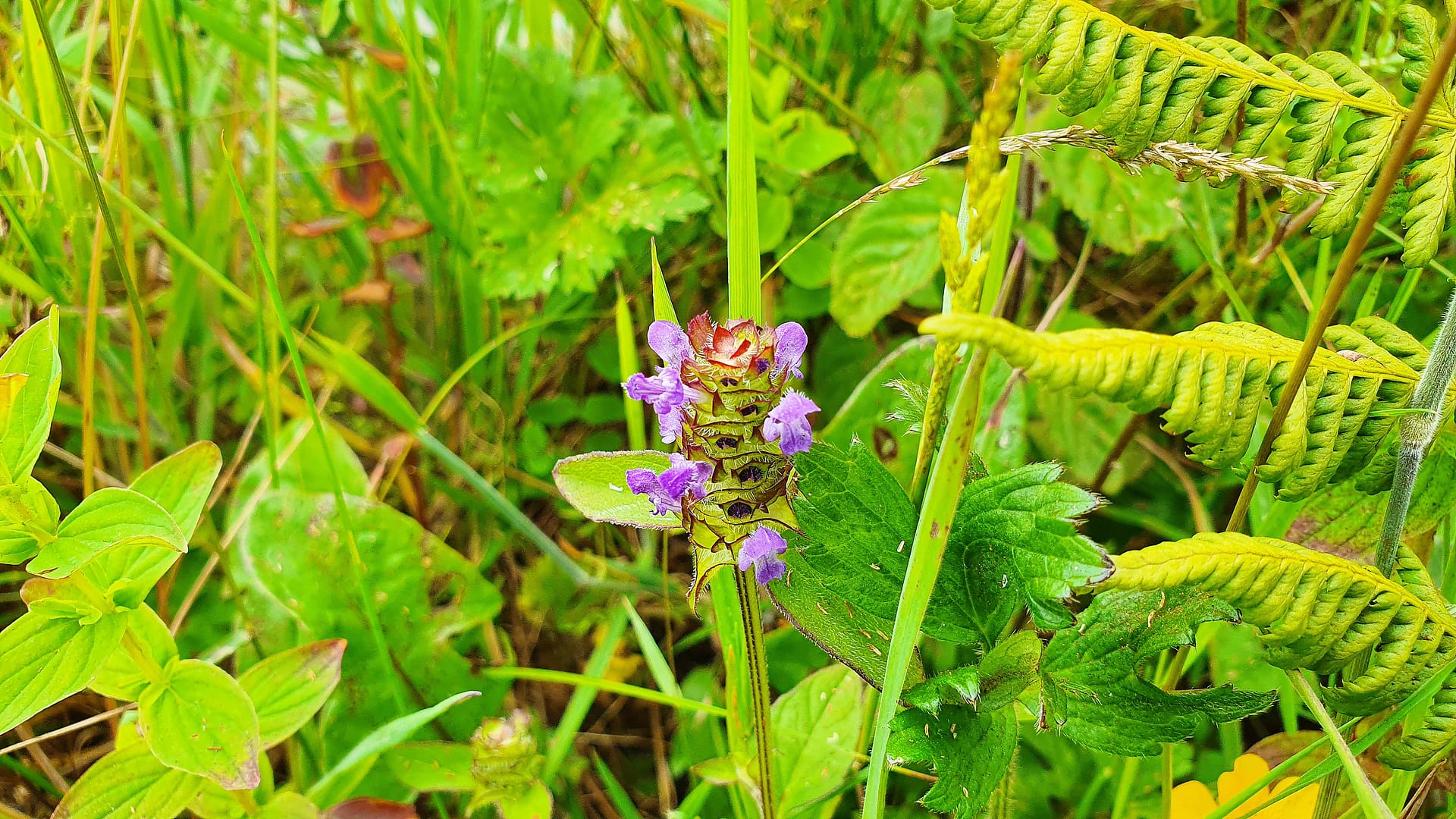 Self-Heal in our wildlife garden