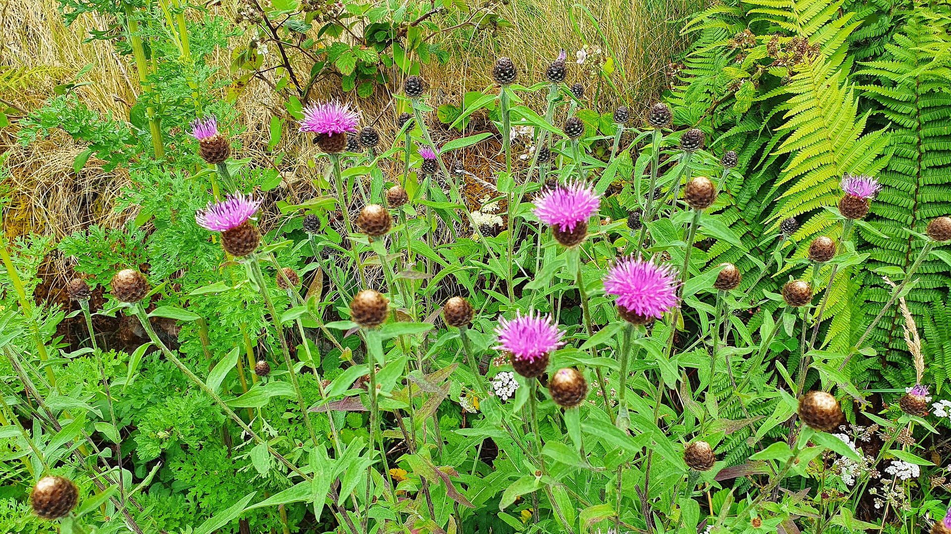 Common knapweed