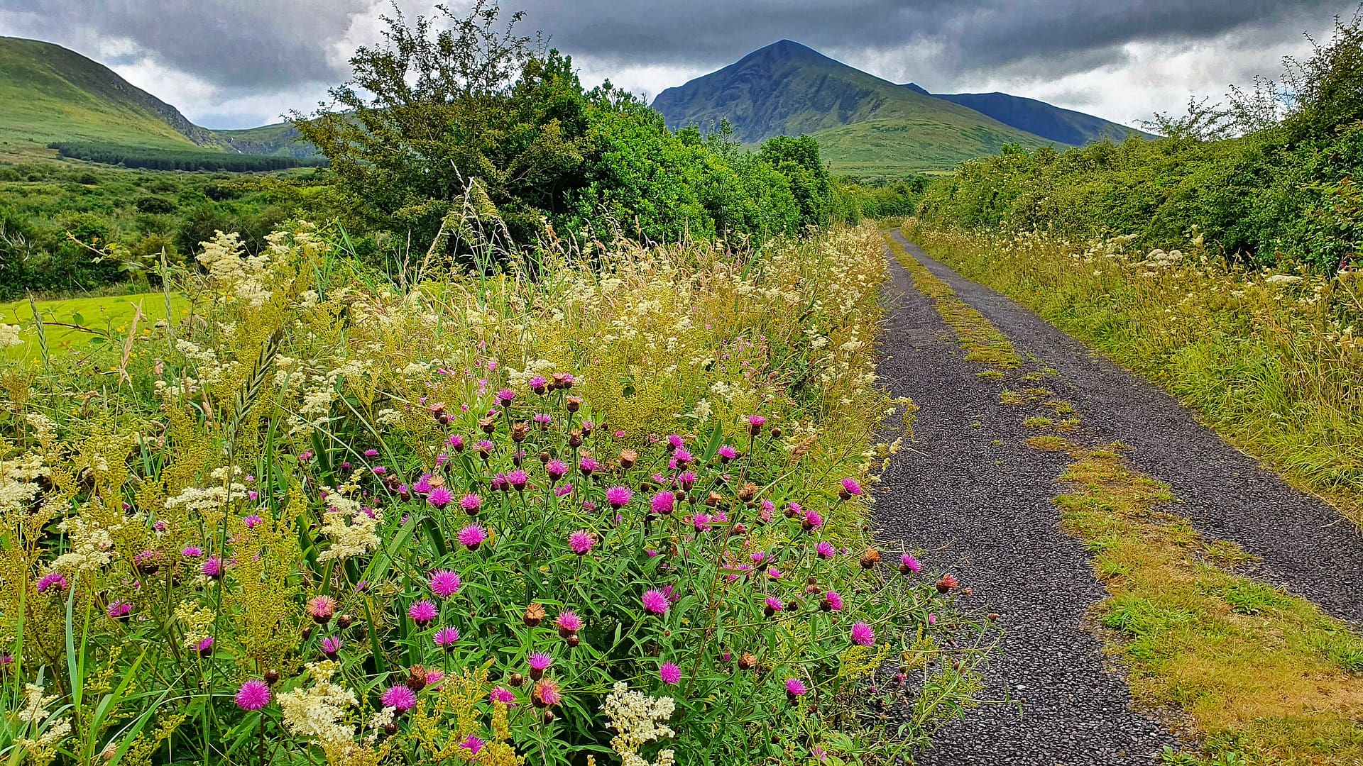 Meadowsweet and knapweed lining a country lane