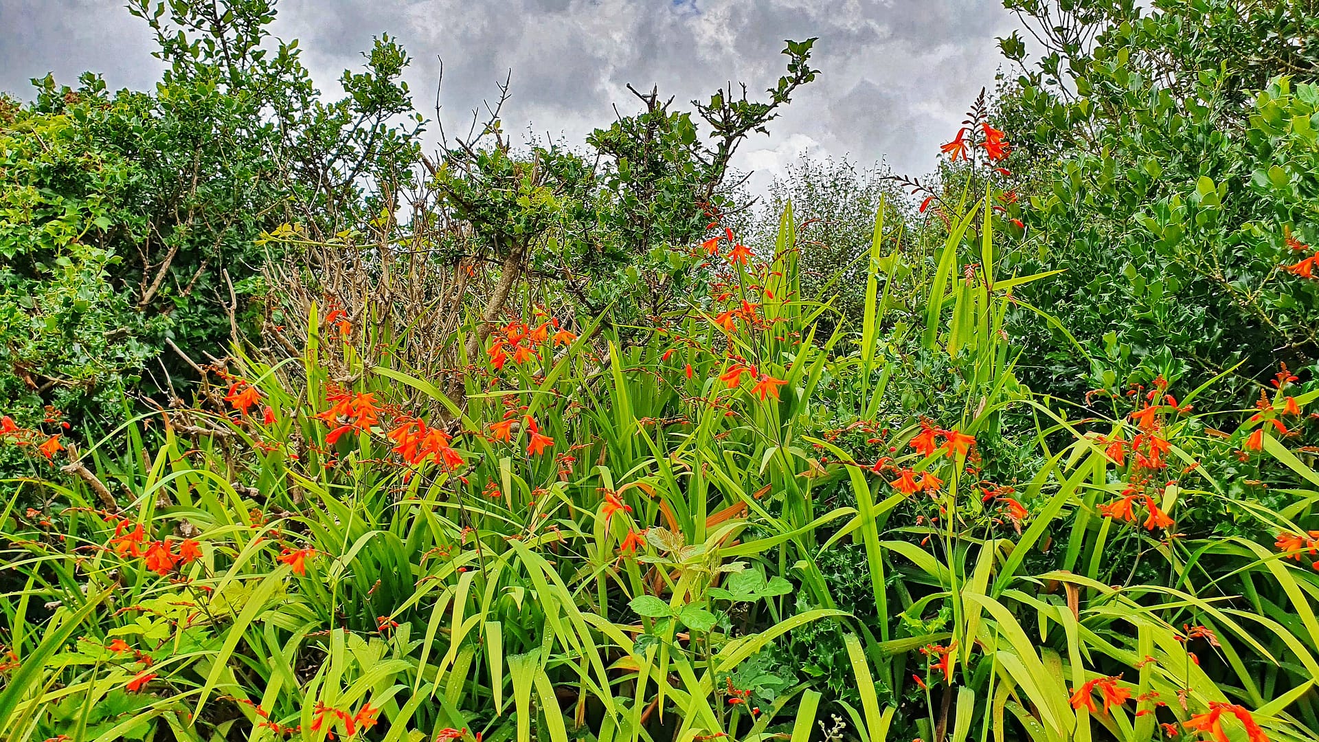 Montbretia in the hedgerow