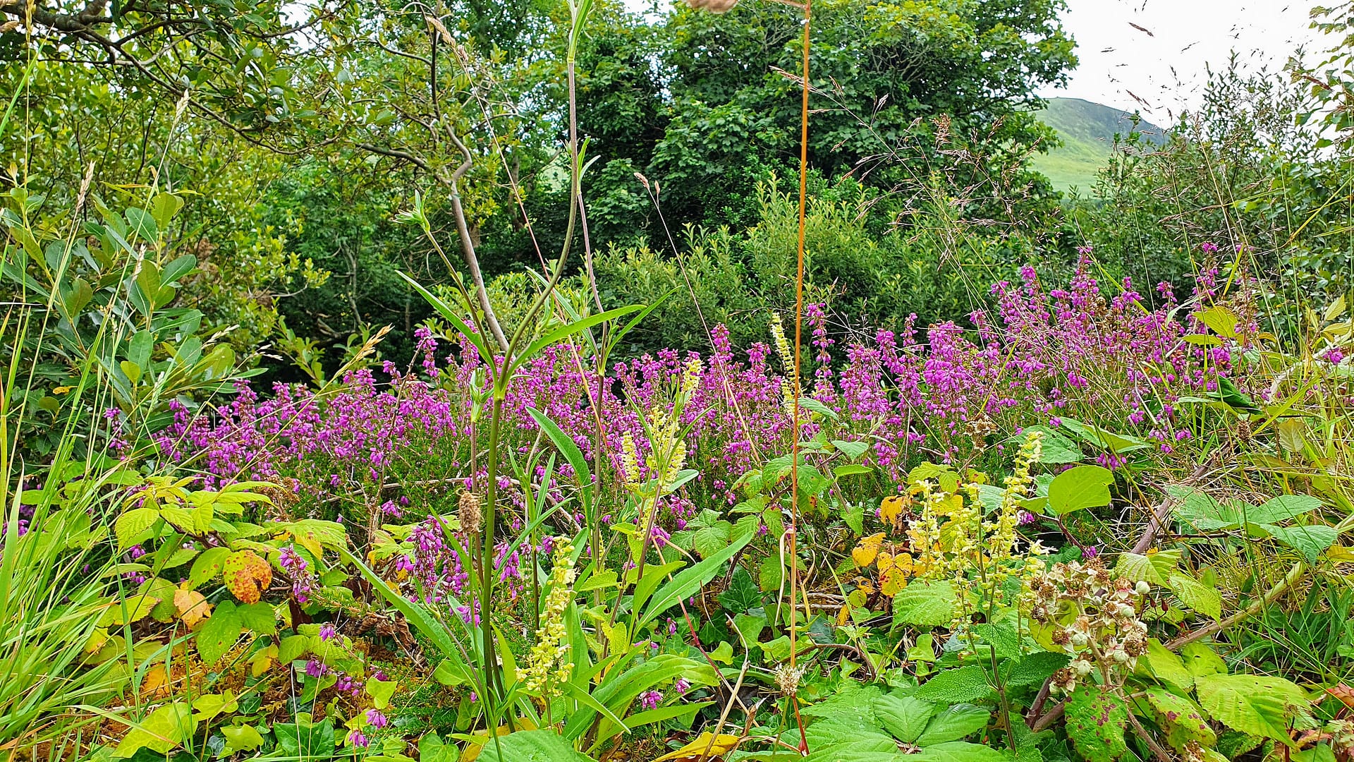 Heather in the hedgerow