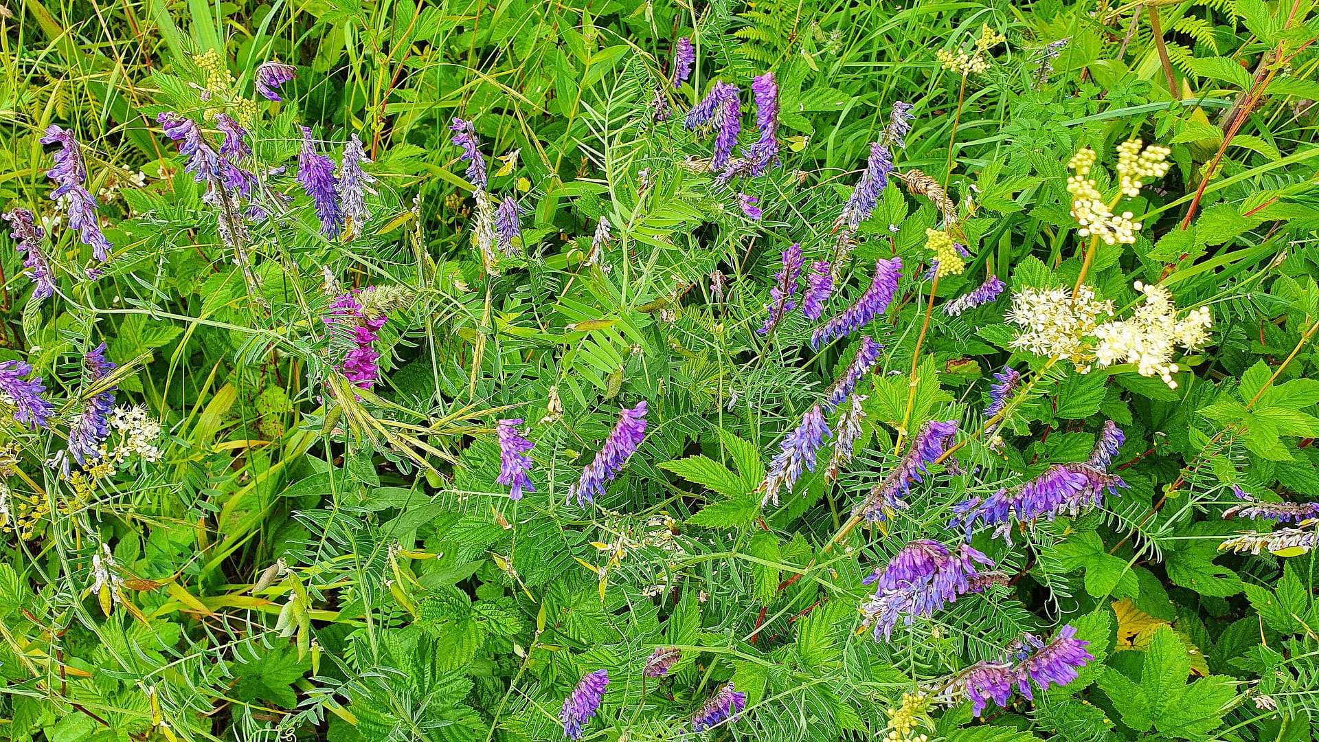 Tufted vetch