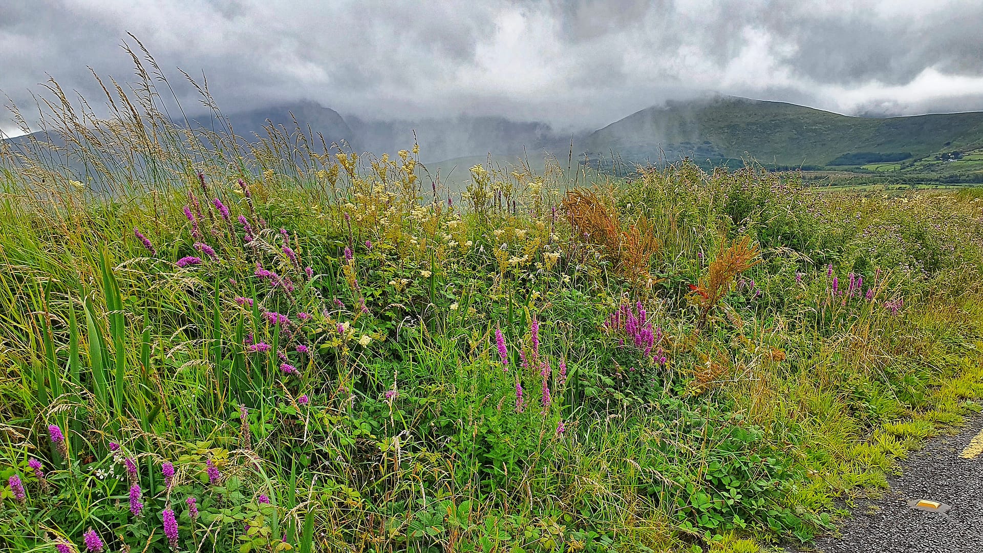 Mid-summer wildflowers on the Dingle Peninsula