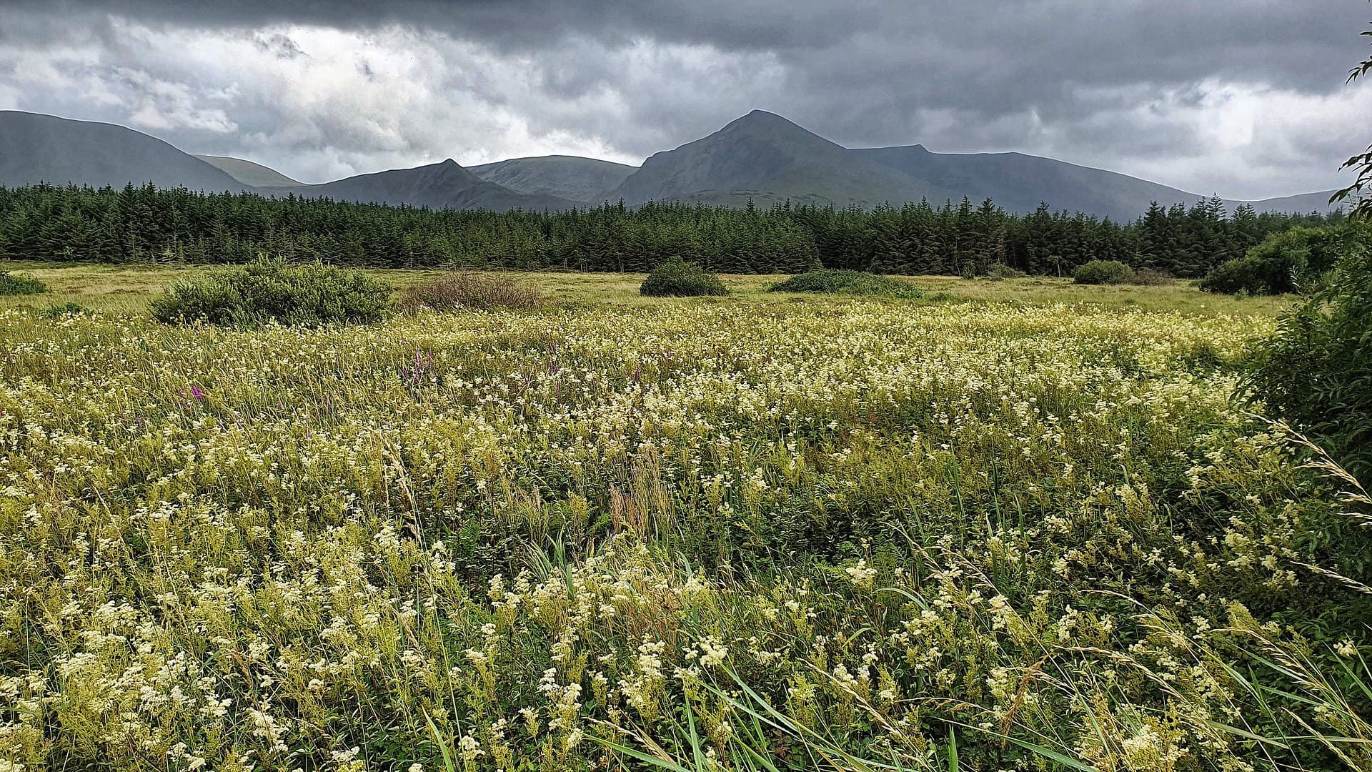 A fragrant field of meadowsweet