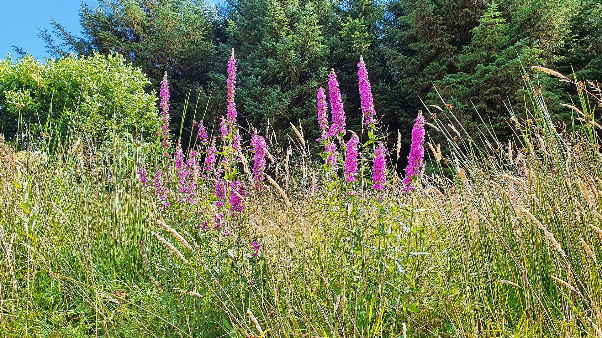 Purple loosestrife in our wildlife garden