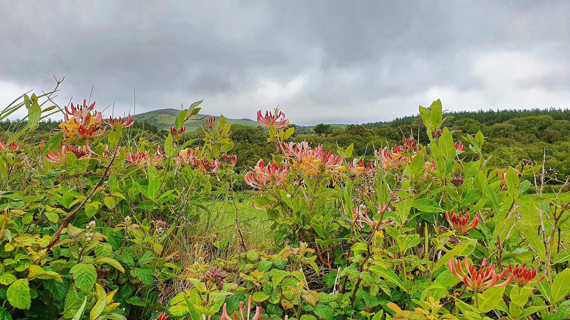 Peach-colored honeysuckle along a country lane near our house