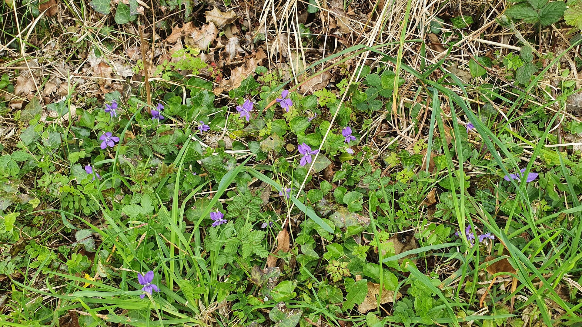 Lovely little violets in bloom