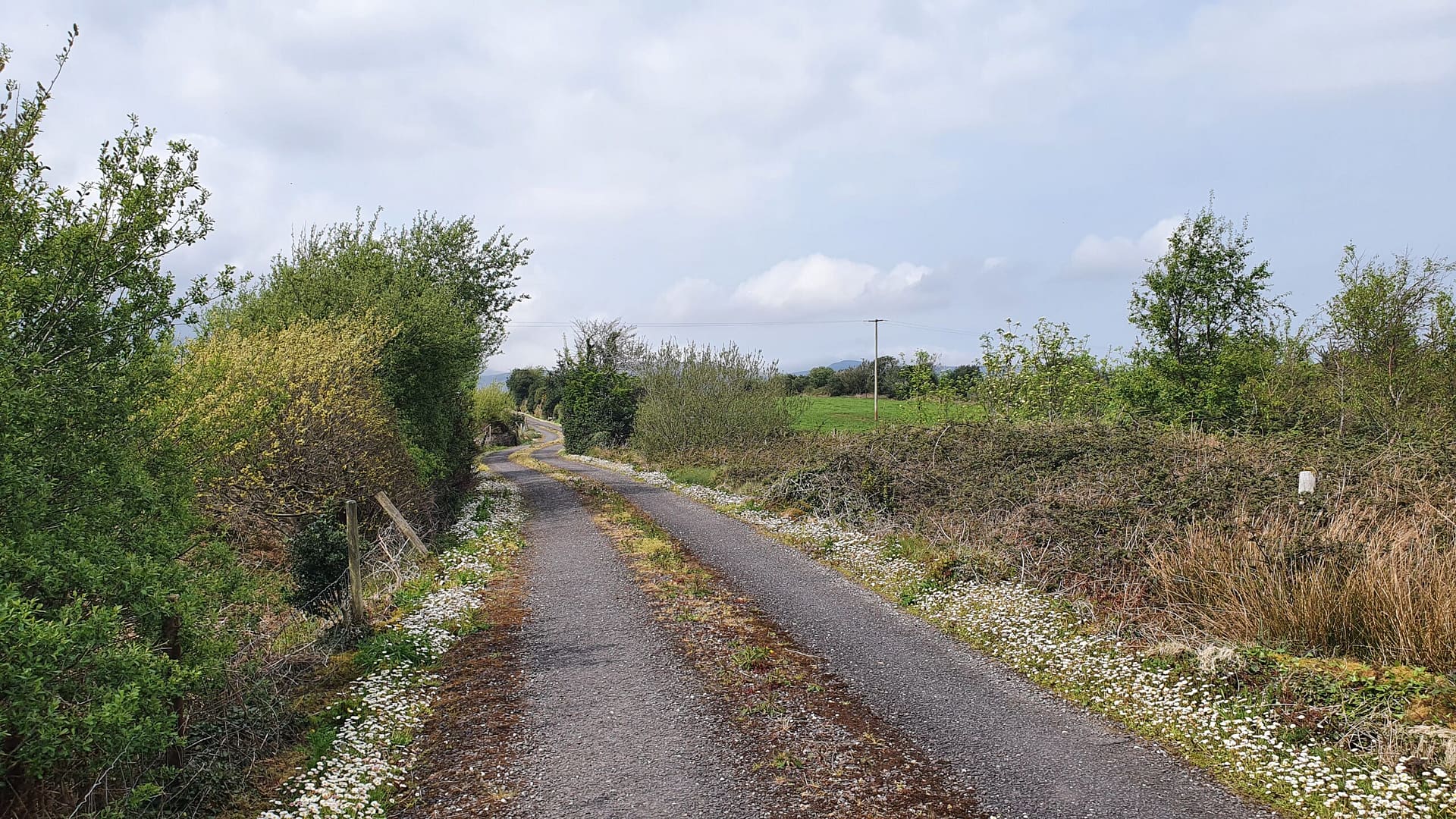Lovely little white daisies lining a country road