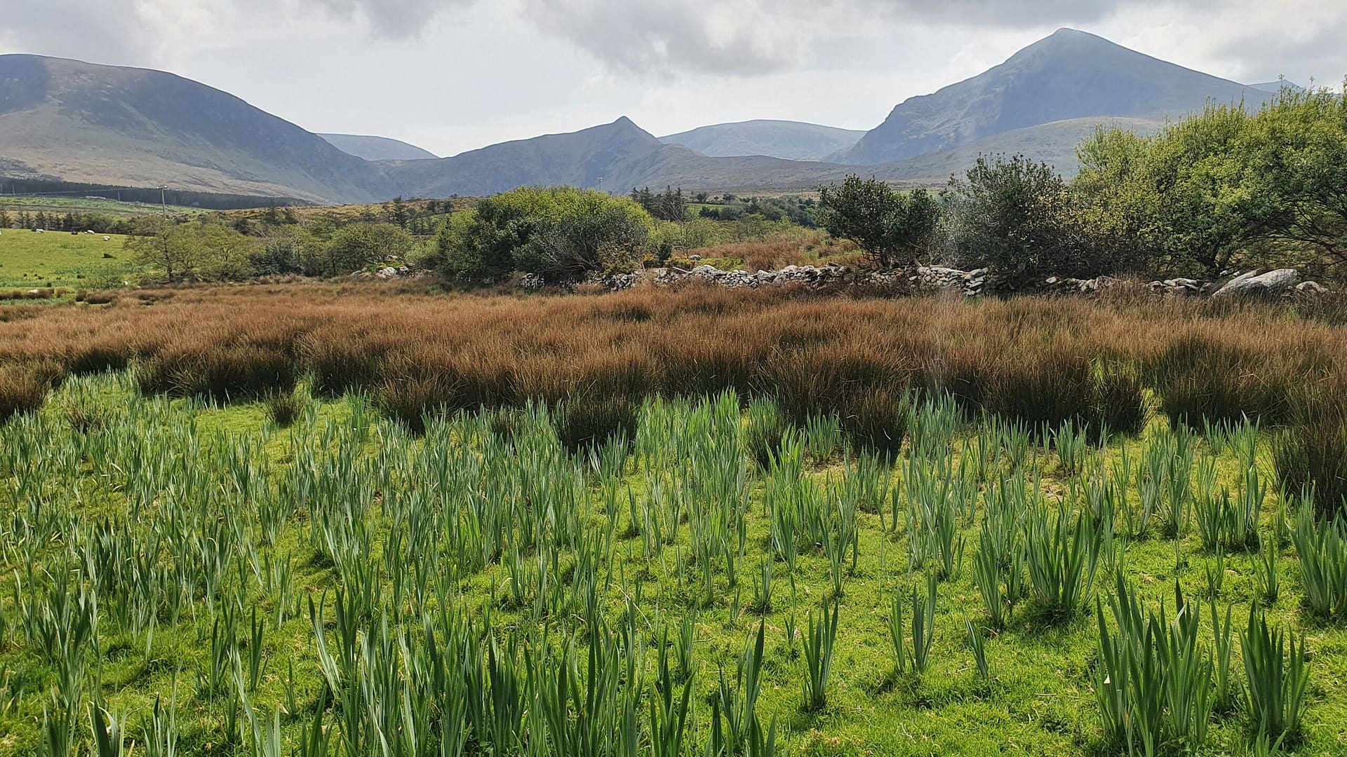 Yellow flag irises getting ready to bloom