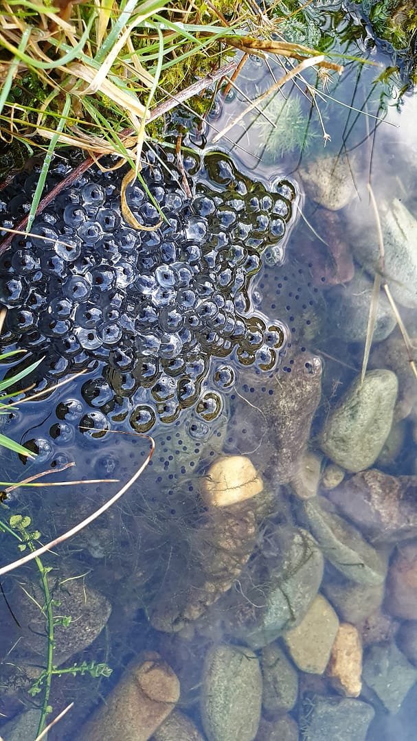 Frog spawn at the edge of our wildlife pond