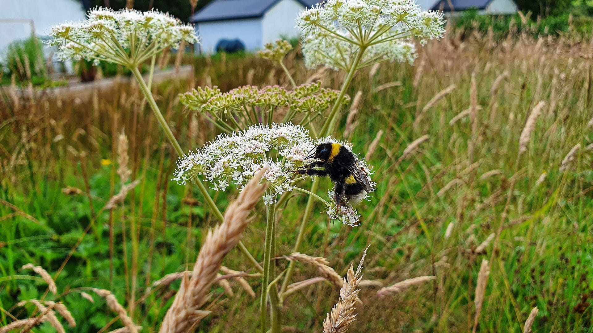 Bumblebee enjoying angelica in our wildlife garden