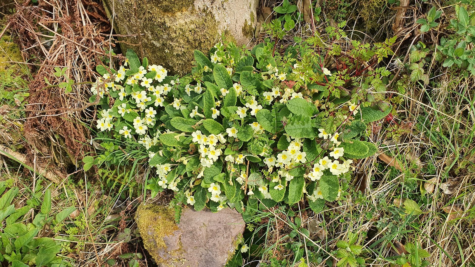 Wild primroses along the side of the road